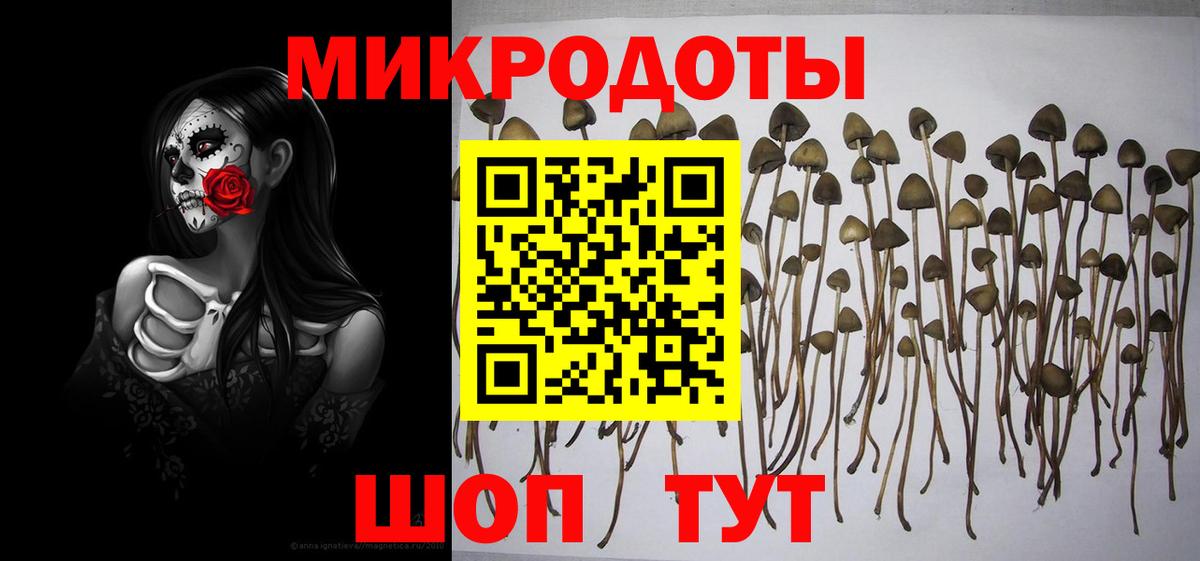 Псилоцибиновые грибы Psilocybine cubensis  закладка  Карачаевск 